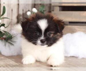 Shih Tzu Puppy for sale in MOUNT VERNON, OH, USA