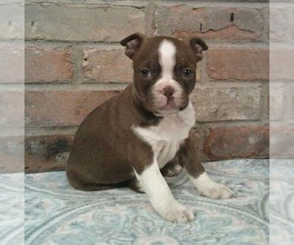 Medium Photo #1 Boston Terrier Puppy For Sale in HOT SPRINGS, SD, USA
