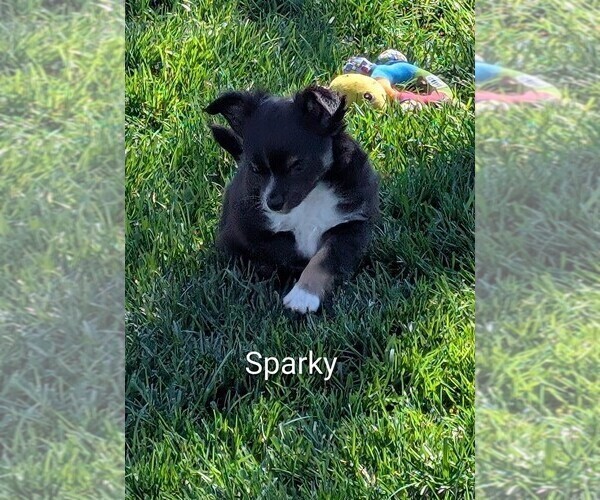 Medium Photo #7 Chihuahua Puppy For Sale in LEBANON, PA, USA