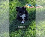 Small #6 Chihuahua