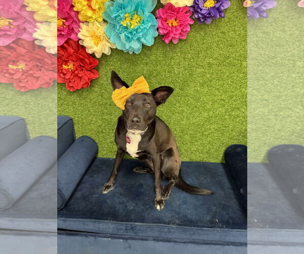 Medium Photo #2 Mutt Puppy For Sale in Overland Park, KS, USA