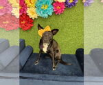 Small #1 Mutt