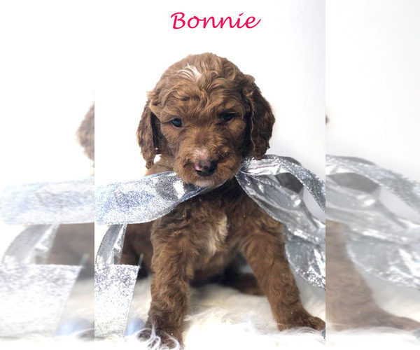 Medium Photo #20 Goldendoodle Puppy For Sale in DEMOPOLIS, AL, USA