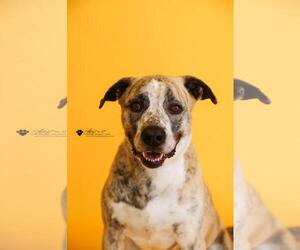 Molly-Diamond Dog! $75 Adoption Fee! - Female Masti-Bull Dog for Adoption - Photo #5