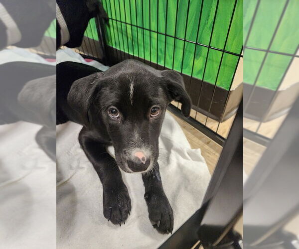 Medium Photo #6 Labrador Retriever-Unknown Mix Puppy For Sale in Mooresville, NC, USA