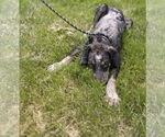 Small #19 Bluetick Coonhound Mix