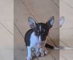 Small Chihuahua
