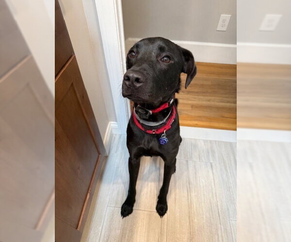 Medium Photo #7 Labrador Retriever-Unknown Mix Puppy For Sale in Brewster, NY, USA