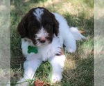 Small Photo #10 Goldendoodle Puppy For Sale in HOWARD CITY, MI, USA