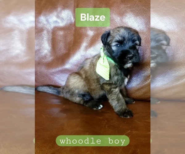 Medium Photo #4 Whoodle Puppy For Sale in GOLDEN CITY, MO, USA