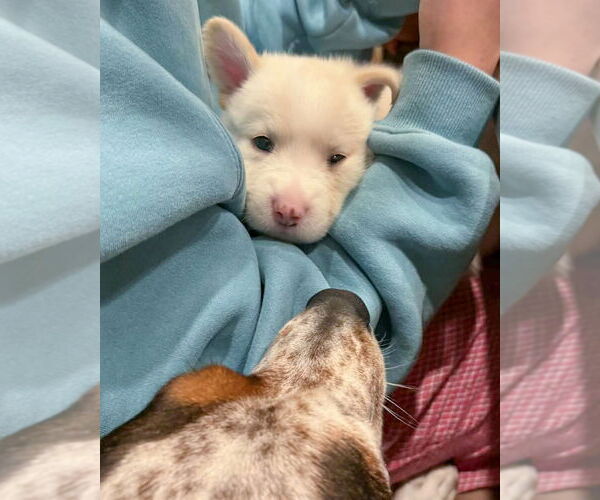 Medium Photo #7 American Pit Bull Terrier-Siberian Husky Mix Puppy For Sale in Corona, CA, USA