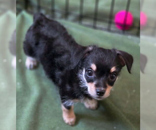 Medium Photo #3 Chiweenie Puppy For Sale in Chino Hills, CA, USA