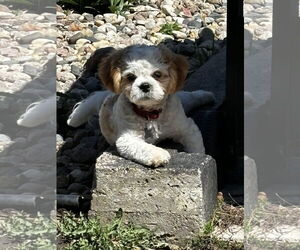 Shih Tzu Dogs for adoption in Sioux Falls, SD, USA