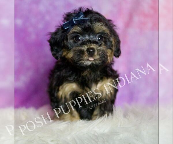 Medium Photo #5 Morkie Puppy For Sale in WARSAW, IN, USA