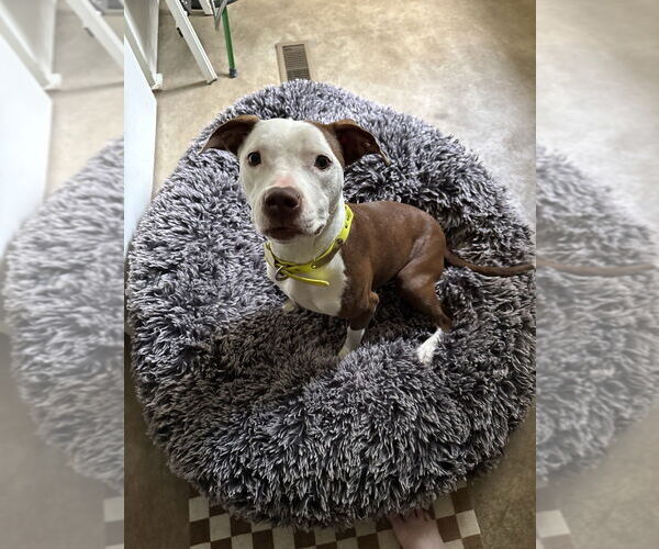 Medium Photo #4 American Pit Bull Terrier-Unknown Mix Puppy For Sale in Boston, MA, USA