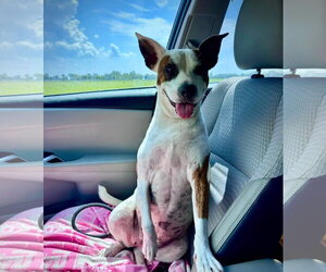 Beans- beautiful girl - Female American Staffordshire Terrier-Unknown Mix Dog for Adoption - Photo #2
