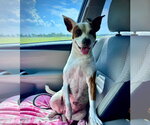 Small Photo #2 American Staffordshire Terrier-Unknown Mix Puppy For Sale in Oakhurst, NJ, USA