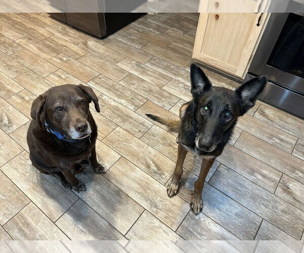 Medium Photo #4 Mutt Puppy For Sale in Imlay City, MI, USA