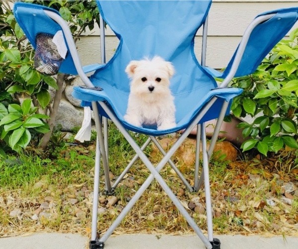 Medium Photo #2 Maltese Puppy For Sale in SANTA CLARITA, CA, USA