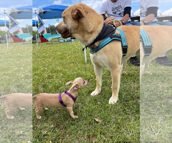 Medium Photo #4 Golden Retriever-Unknown Mix Puppy For Sale in Mt. Laurel, NJ, USA