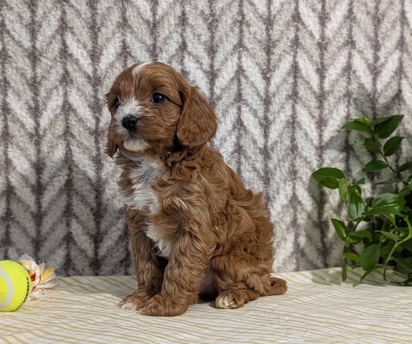 Medium Photo #4 Cavapoo (Miniature) Puppy For Sale in GOSHEN, IN, USA