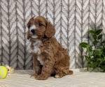 Small #3 Cavapoo (Miniature)