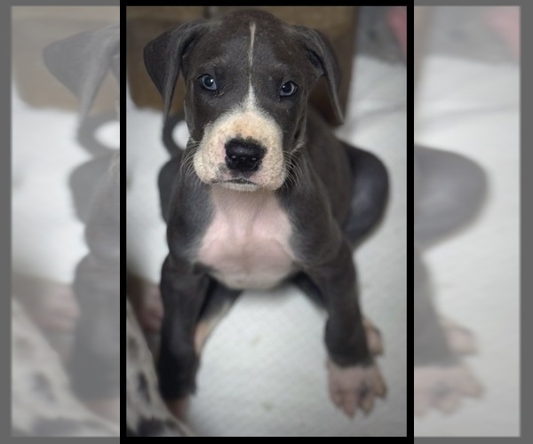 Medium Photo #1 Great Dane Puppy For Sale in MARSHVILLE, NC, USA