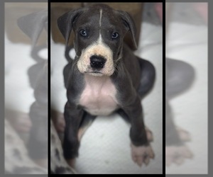 Great Dane Puppy for sale in MARSHVILLE, NC, USA