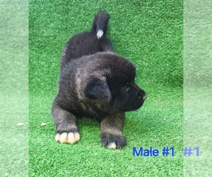 Medium Akita