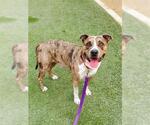 Small American Pit Bull Terrier Mix
