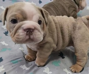 Bulldog Puppy for sale in FLINT, MI, USA