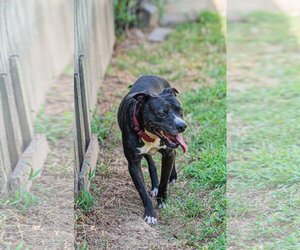 Raven - Female American Staffordshire Terrier-Labrador Retriever Mix Dog for Adoption - Photo #3