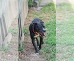 Small #2 American Staffordshire Terrier-Labrador Retriever Mix