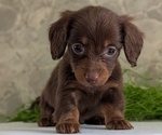 Small #5 Dachshund