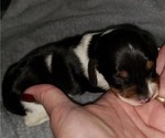 Small Photo #1 Dachshund Puppy For Sale in LAKE PANAMOKA, NY, USA