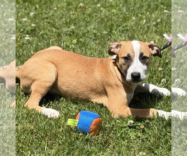 Medium Photo #4 Mutt Puppy For Sale in Yardley, PA, USA