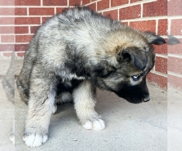 Medium Photo #4 Siberian Husky Puppy For Sale in CO SPGS, CO, USA