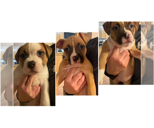 American Bully Puppy for Sale in MATEWAN, West Virginia USA