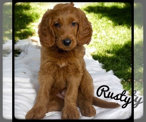 Goldendoodle (Miniature) Puppy for sale in ORANGE PARK, FL, USA