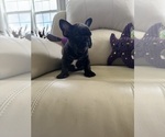 Small #1 French Bulldog