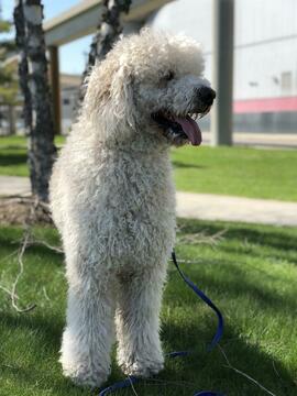 Medium Photo #1 Goldendoodle-Poodle (Standard) Mix Puppy For Sale in DETROIT, MI, USA