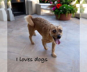 Norfolk Terrier Dogs for adoption in Menifee, CA, USA
