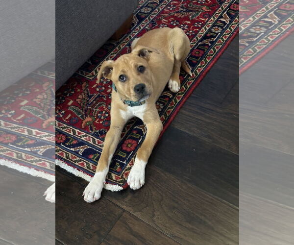 Medium Photo #2 Mutt Puppy For Sale in Holly Springs, NC, USA