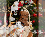 Small Photo #11 Goldendoodle Puppy For Sale in SAINT CLAIR SHORES, MI, USA