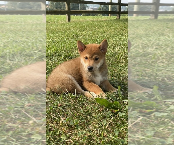 Medium Photo #4 Shiba Inu Puppy For Sale in CANOGA, NY, USA