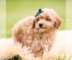Small Photo #79 Goldendoodle (Miniature) Puppy For Sale in WARSAW, IN, USA