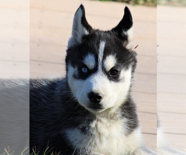 Full screen Photo #4 Siberian Husky Puppy For Sale in STEVENS, PA, USA