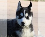 Small Photo #4 Siberian Husky Puppy For Sale in STEVENS, PA, USA