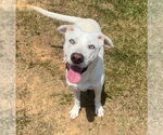 Small #1 Dogo Argentino-Labrador Retriever Mix