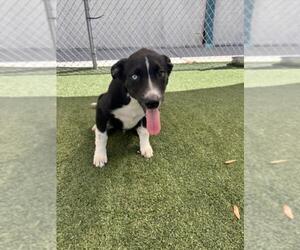 German Shepherd Dog-Huskies Mix Dogs for adoption in Texas City, TX, USA